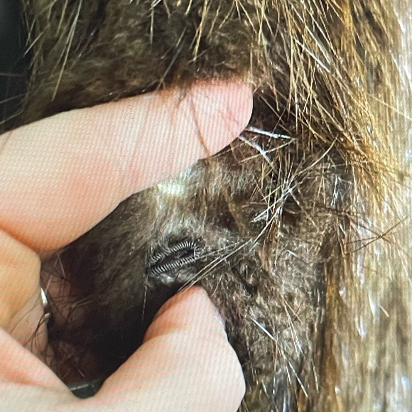 Beautiful Real Fur Coat/jacket - Picture 9 of 9